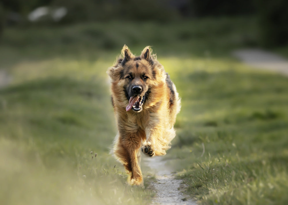 Best Food for German Shepherds: Top Picks & Considerations