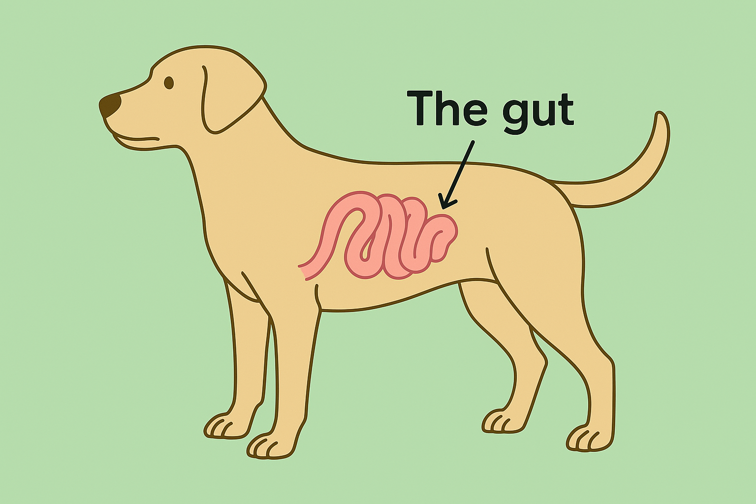 Are Probiotics Right for Your Dog? What Every Owner Should Know