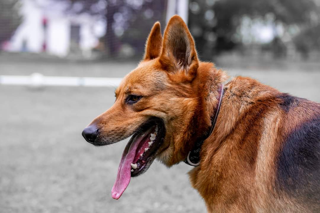 Why is My Dog Throwing up Undigested Food?