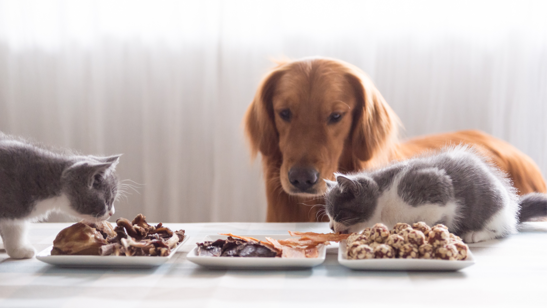 Can Cats Eat Dog Food? - Risks, Side Effects & Safe Alternatives