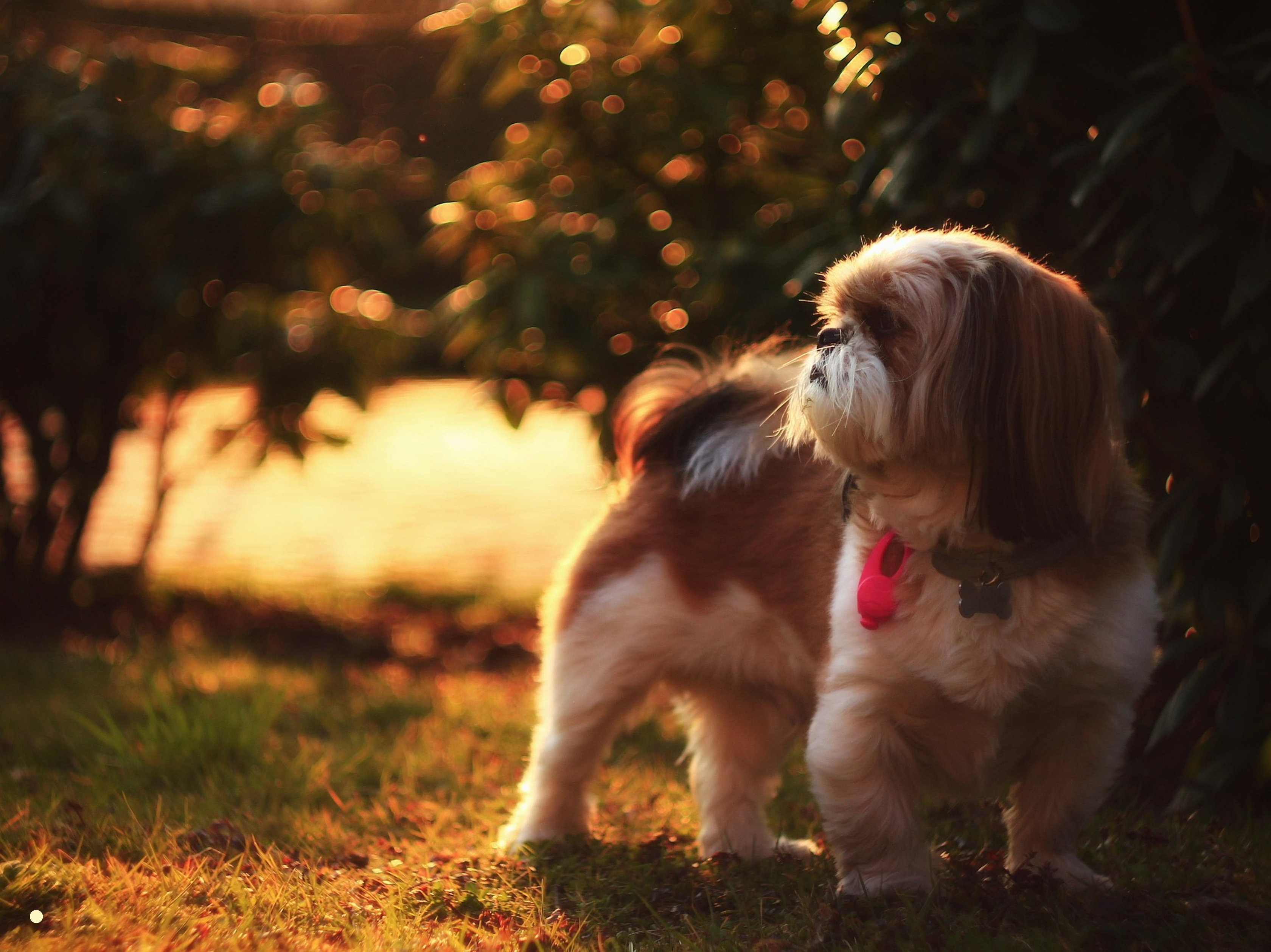 Best Food for Shih Tzu's