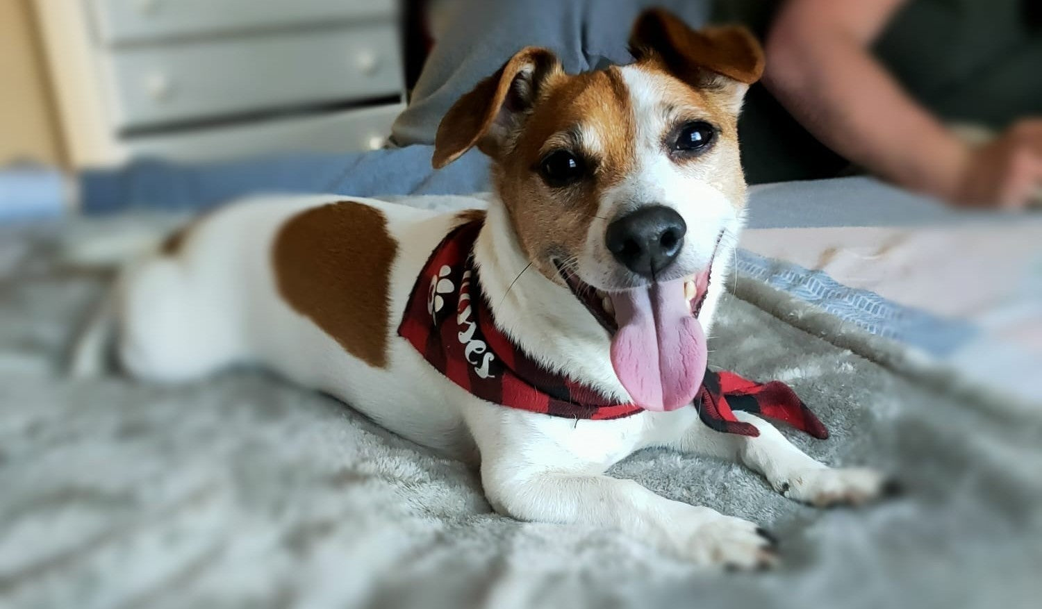 Best Food for Jack Russell's