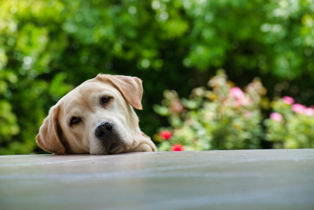 Best Food for Labradors: What to Feed Your Lab Pup & Dog?