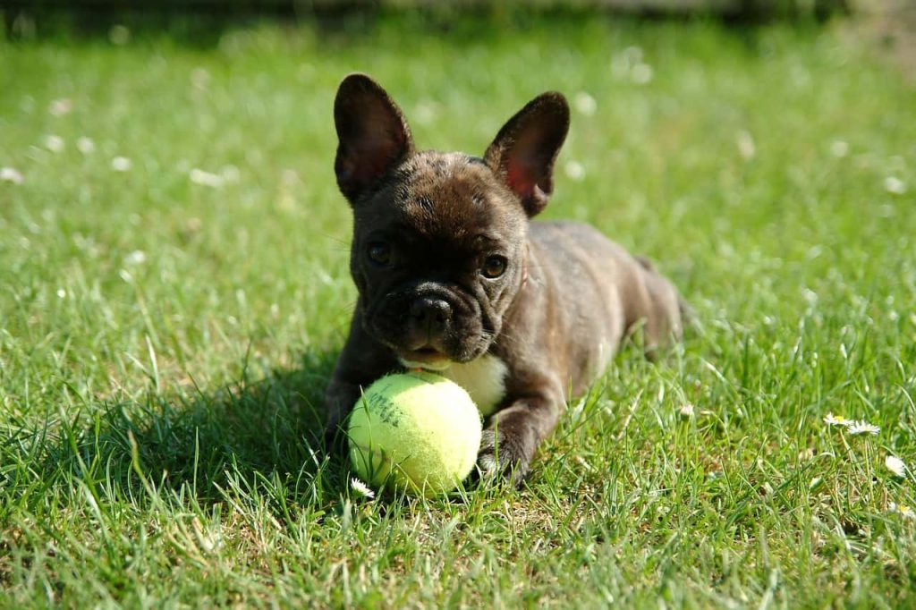 French Bulldogs: A Guide to Tailored Nutrition for Your Batpig