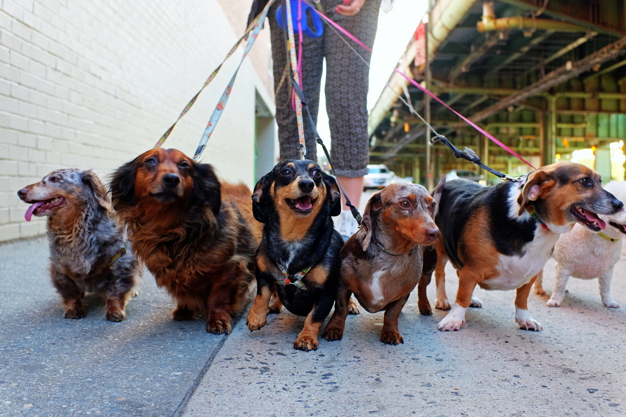 Mutz Nutz Pet Shop Ireland: Your Destination for Premium Dog Leads Limerick