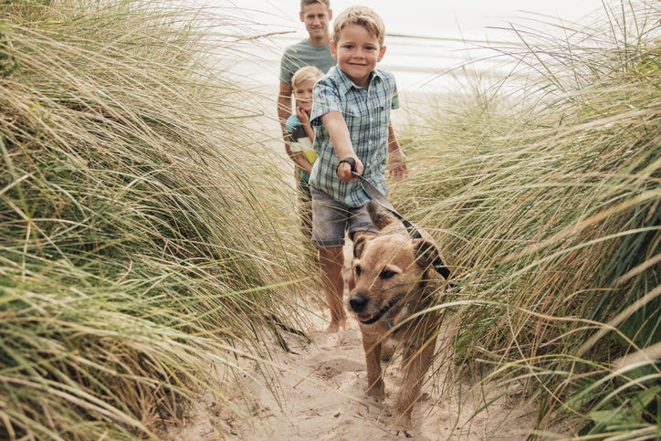 Mutz Nutz Pet Shop: Unveiling Premium Dog Leads Ireland Adores