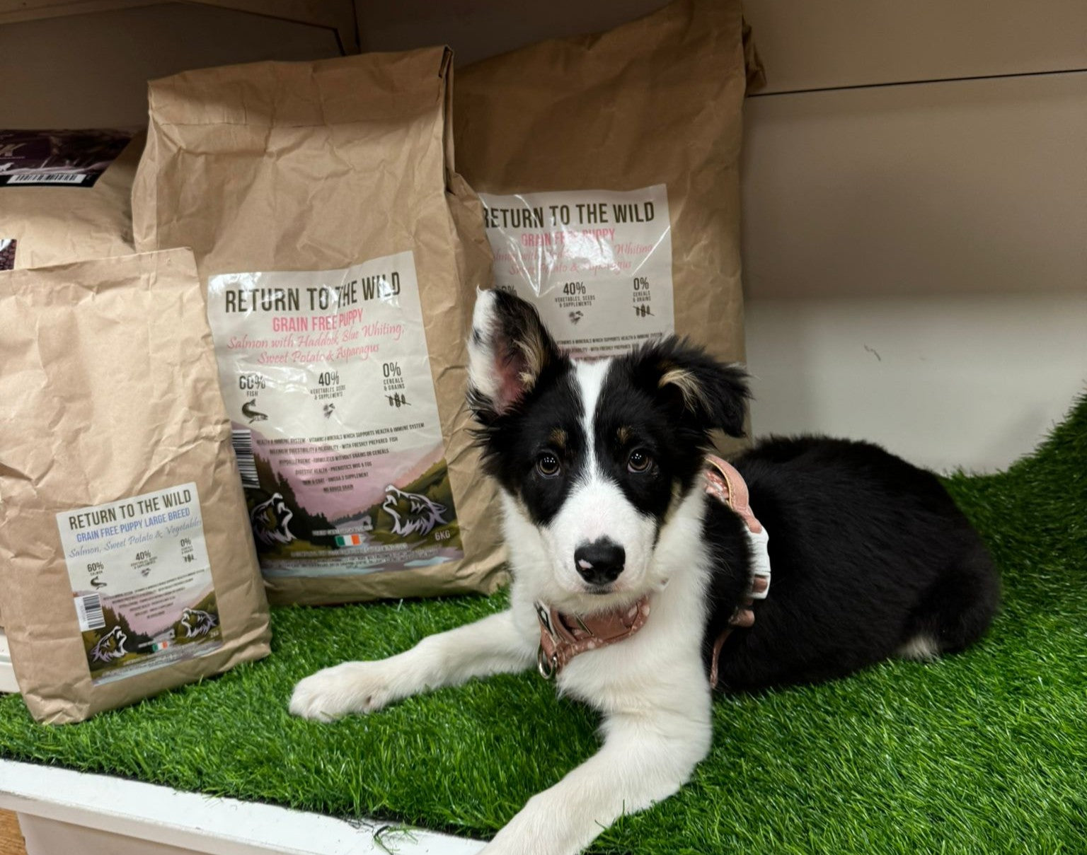 Can Puppies Eat Adult Dog Food?