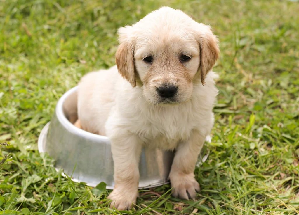 Golden Retrievers: Everything You Need to Know About Their Nutritional Needs