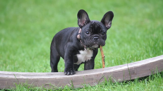 Puppy Collars