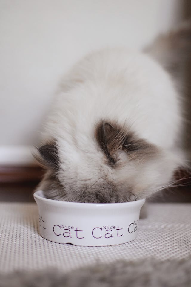 Adult Cat Food