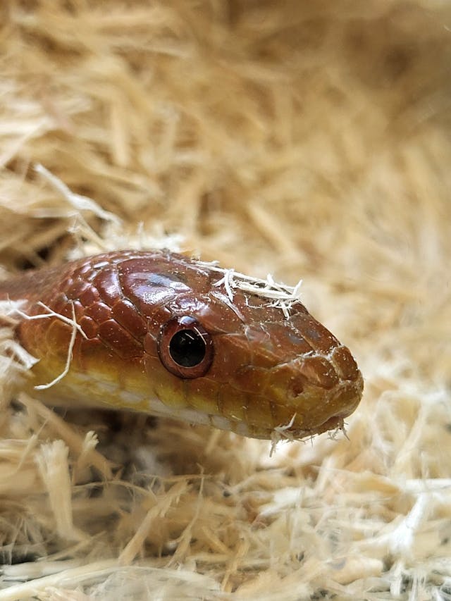 Reptile Bedding