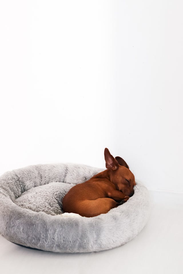 Puppy Beds