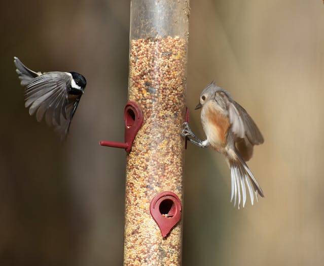 Wild Bird Food