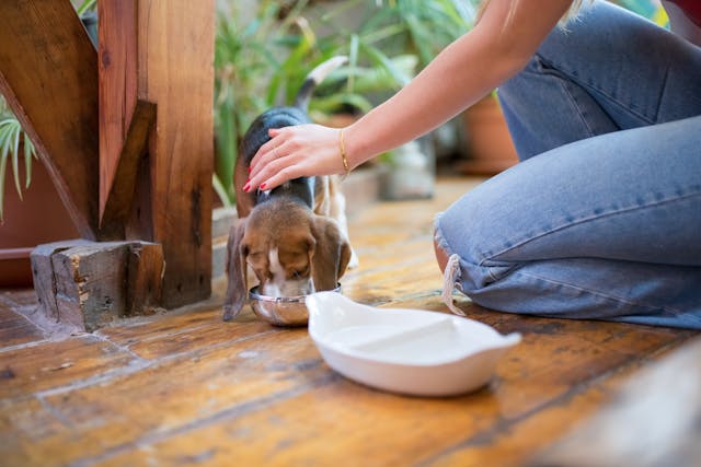 Puppy Bowls