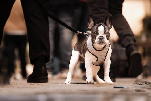 Puppy Harnesses
