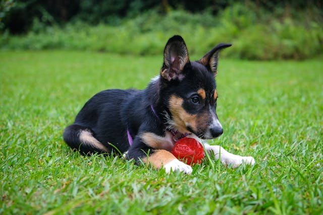 Puppy Toys