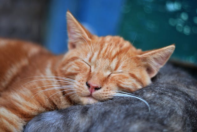 Urinary Health Cat Food