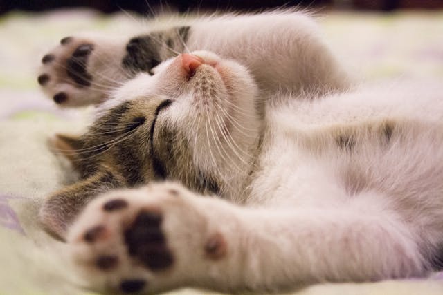 Kitten Food