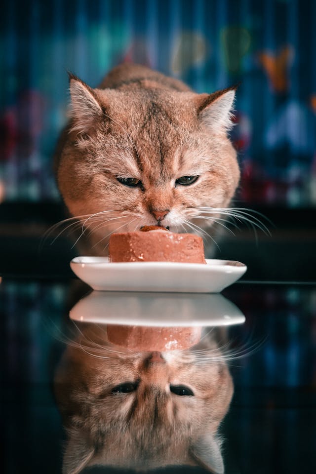 Wet Cat Food