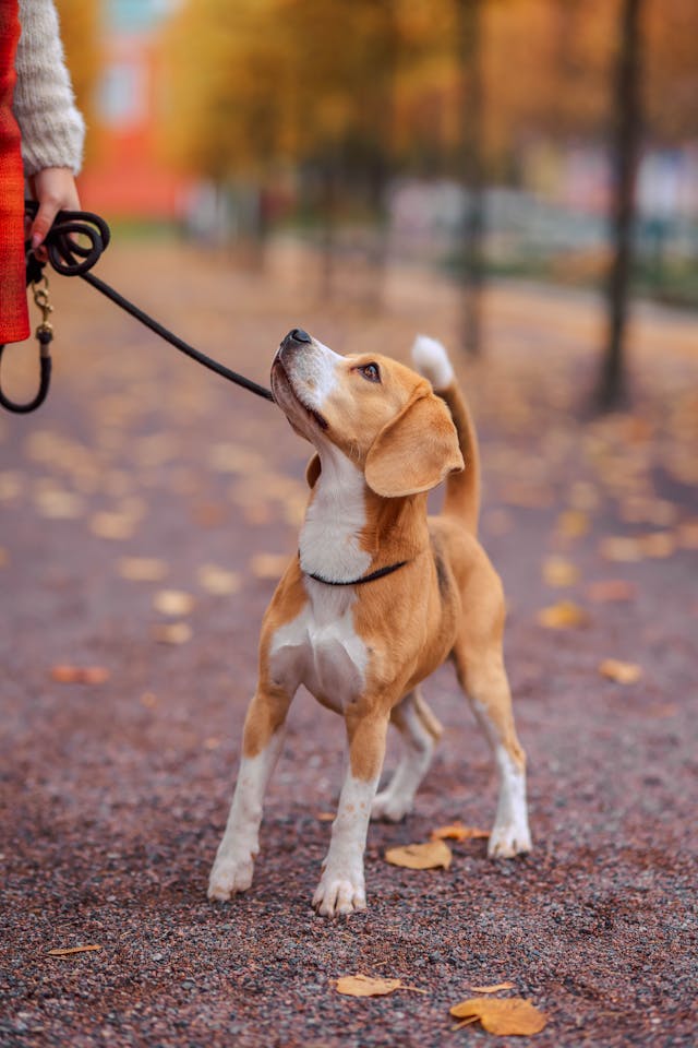 Puppy Leashes And Leads