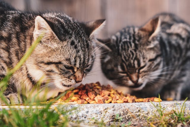 Dry Cat Food