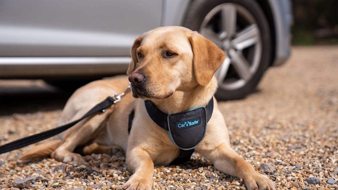 Car Safe Essentials Dog Harness
