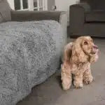 Pet Rebellion Comfy Cover