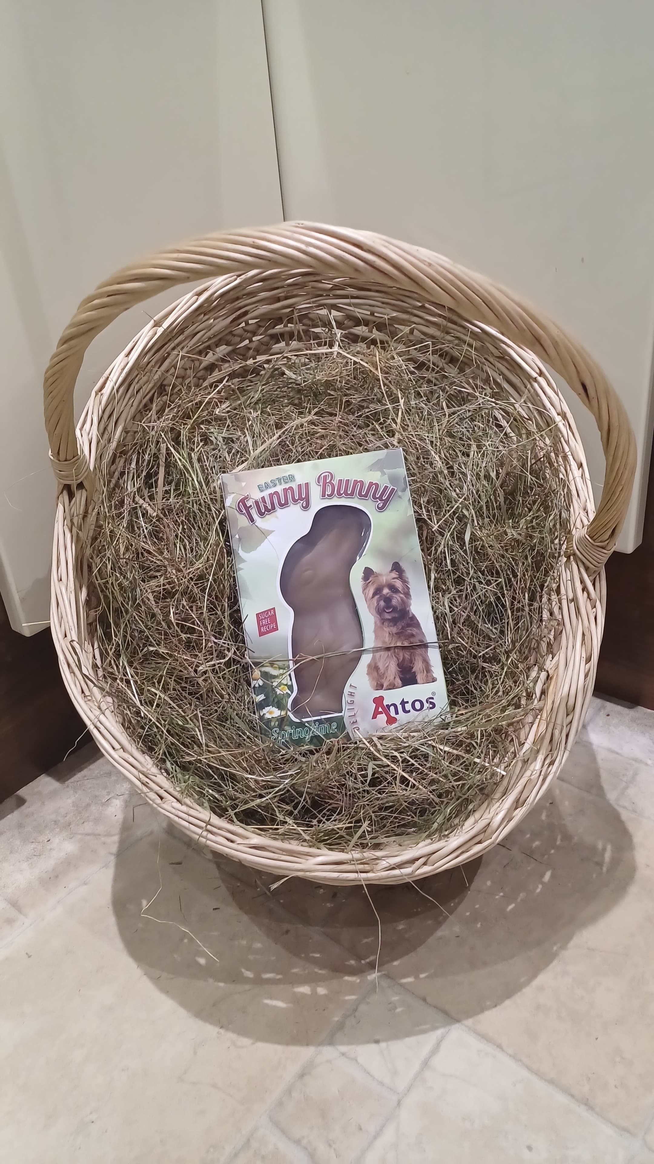 Easter Funny Bunny