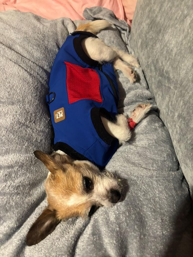 Vetinnovate Post Surgery Suit