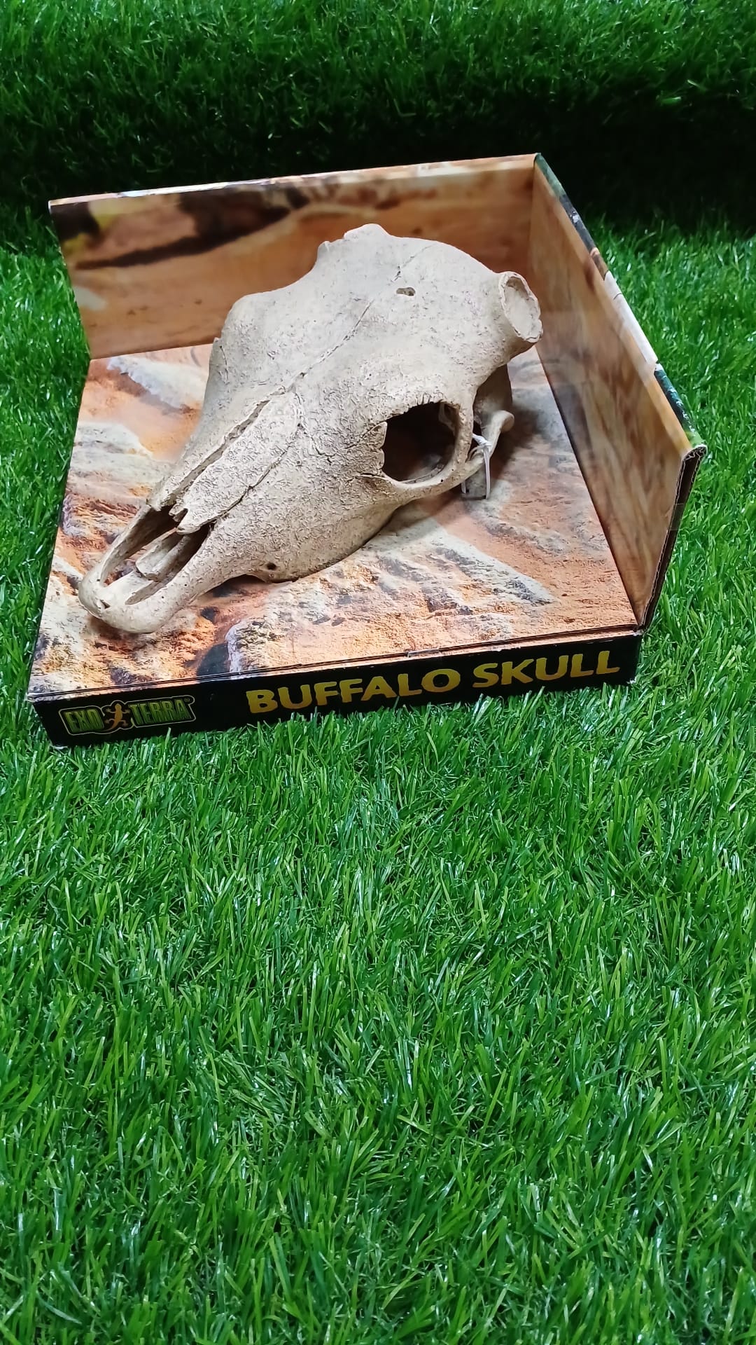 Buffalo Skull