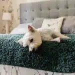 Pet Rebellion Comfy Cover