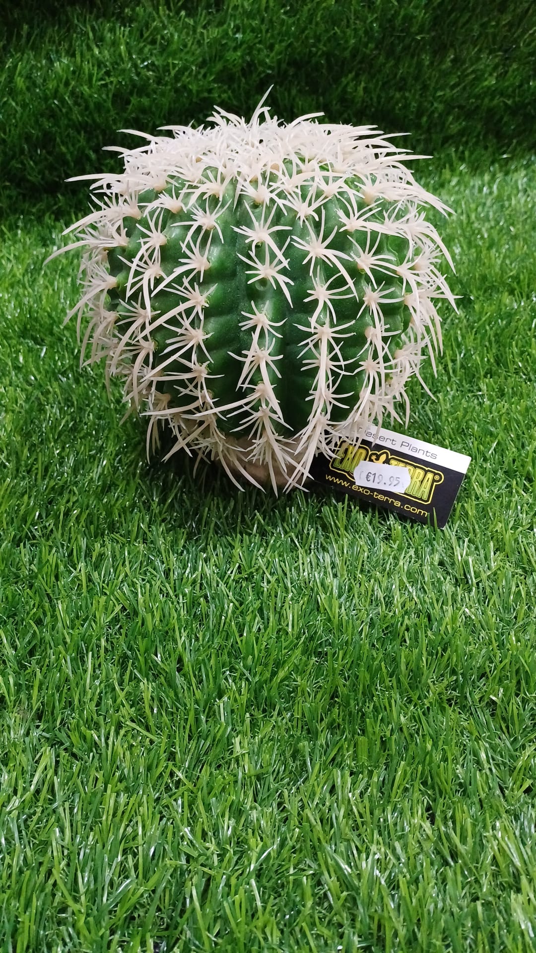 Barrell Cactus Desert Plants