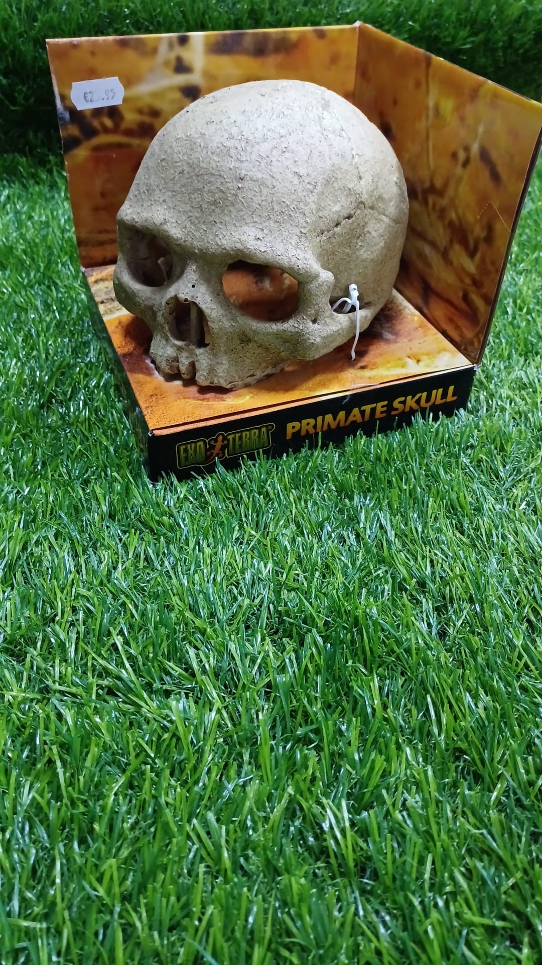 Primate Skull Exo Terra