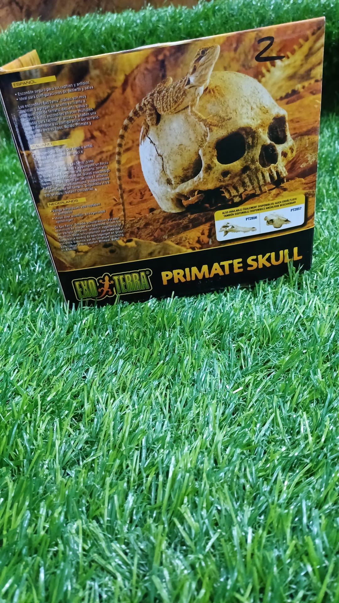 Primate Skull Exo Terra