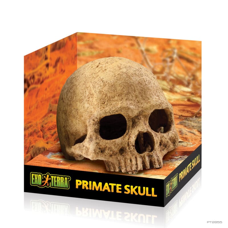 Primate Skull Exo Terra