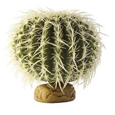 Barrell Cactus Desert Plants