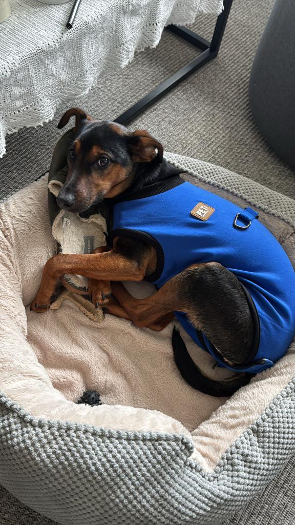 Vetinnovate Post Surgery Suit