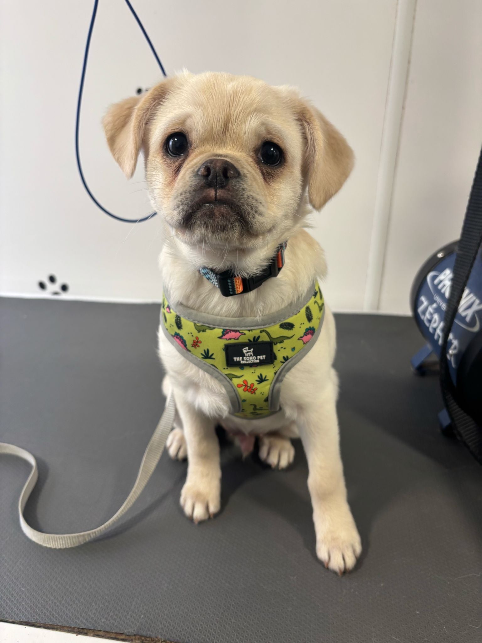 Dino/Ice Cream Reversible Dog Harness