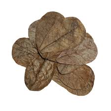 HabiStat Elements 10Pack Catania Leaves