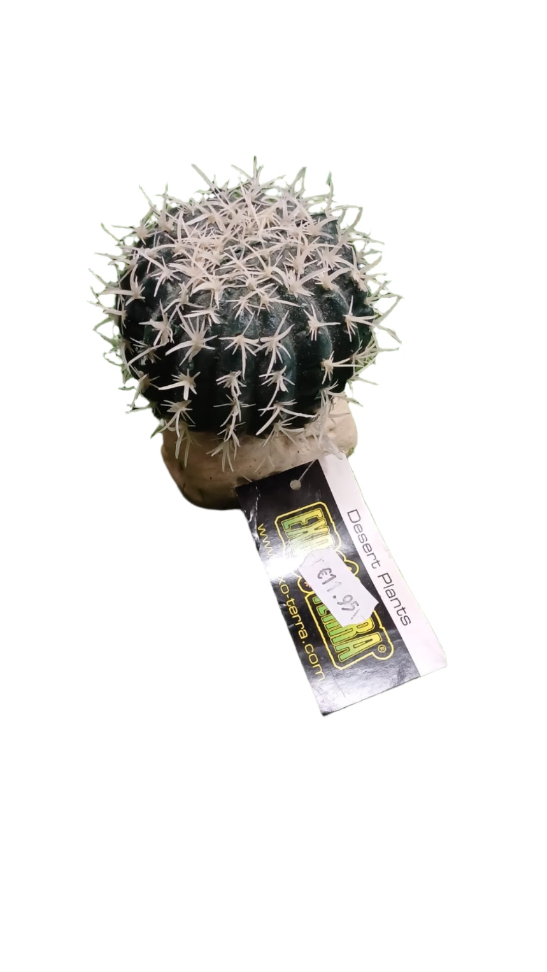 Barrell Cactus Desert Plants