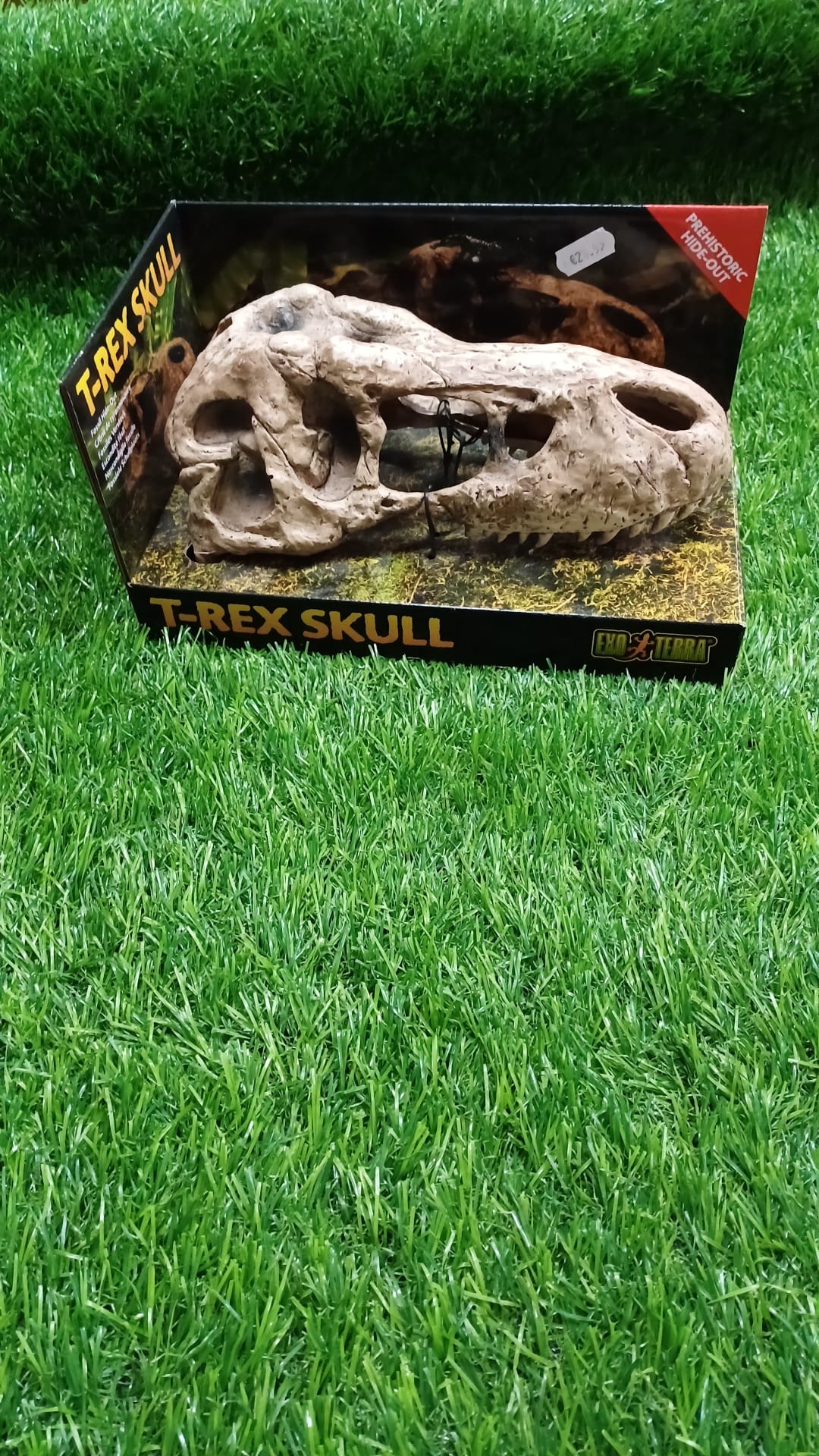 T-Rex Skull